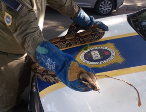Guarda Ambiental resgata cobra de 2,5 metros na Região Oceânica de Niterói 