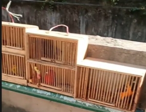 Tráfico de fauna selvagem funciona à vista de autoridades na Tijuca; denúncia expõe omissão institucional