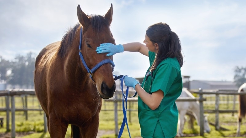 Projeto propõe porte de arma para médicos veterinários