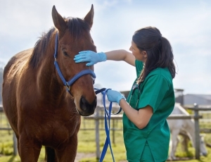 Projeto propõe porte de arma para médicos veterinários