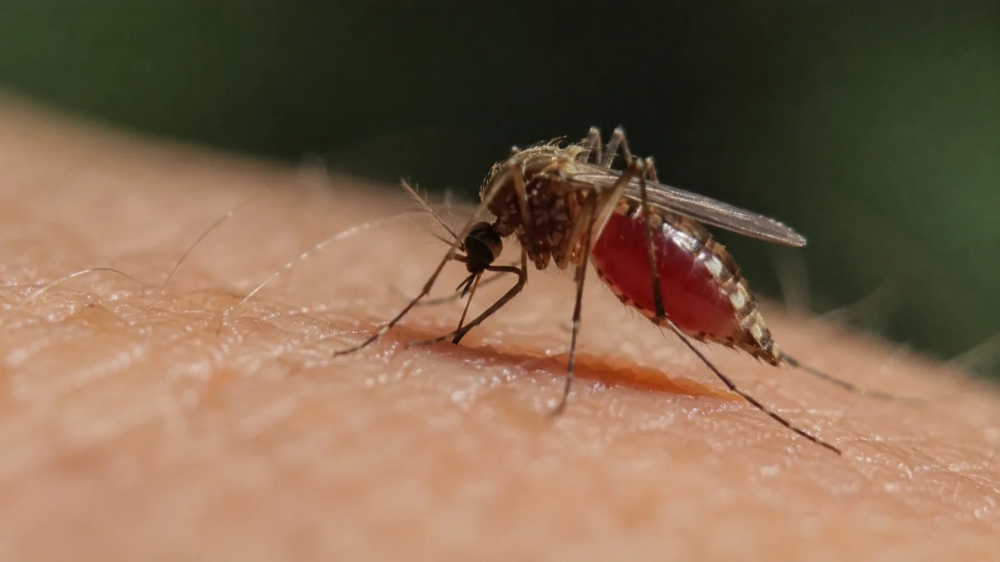Estátua de um mosquito? Parlamentar quer homenagear inseto que matou ditador