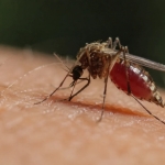 Estátua de um mosquito? Parlamentar quer homenagear inseto que matou ditador