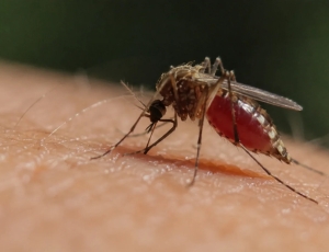 Estátua de um mosquito? Parlamentar quer homenagear inseto que matou ditador