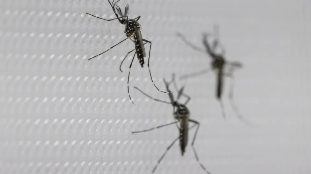 SUS suspende uso de vacina da dengue do Butantan após reações adversas
