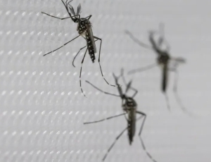 SUS suspende uso de vacina da dengue do Butantan após reações adversas