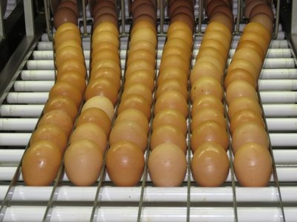 Consumo de ovos deve crescer 6% no Brasil e chegar a 307 por pessoa em 2026