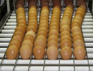 Consumo de ovos deve crescer 6% no Brasil e chegar a 307 por pessoa em 2026
