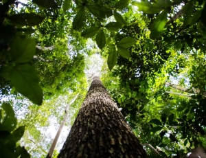 BNDES busca mobilizar até R$ 6 bi para mercado de crédito de carbono