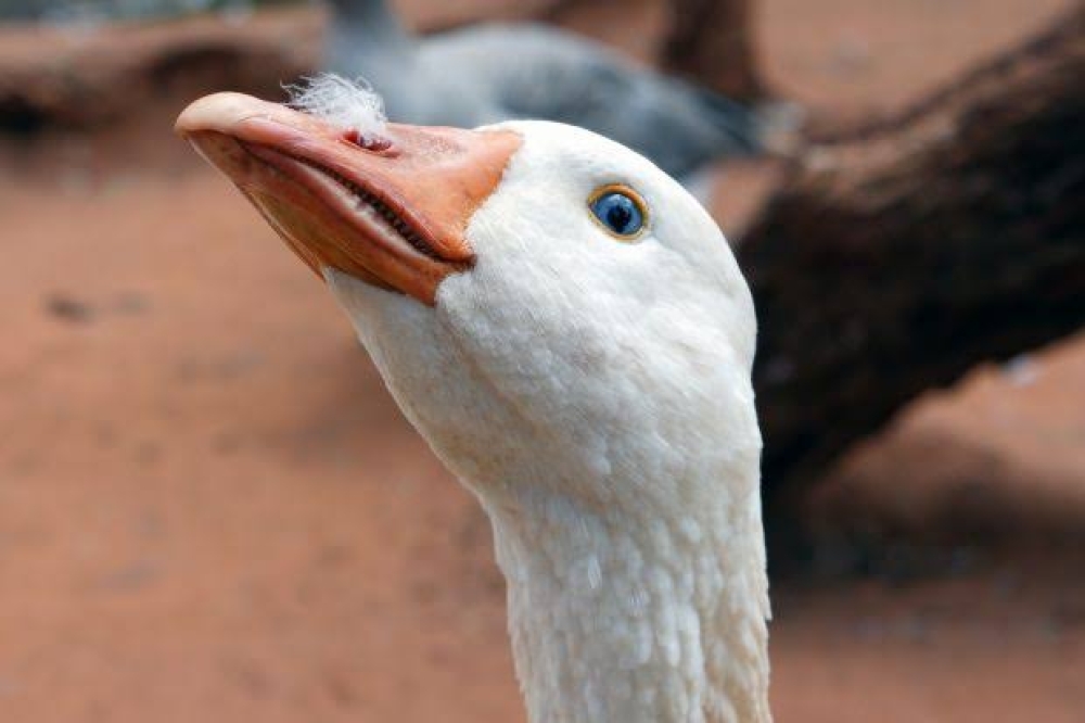 Da proteção de animais comunitários ao fim do foie gras: projetos sobre crueldade animal podem avançar no Congresso em 2026