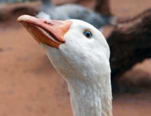 Da proteção de animais comunitários ao fim do foie gras: projetos sobre crueldade animal podem avançar no Congresso em 2026