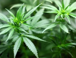 Companhias aéreas barram embarque de medicamentos de Cannabis dos EUA ao Brasil