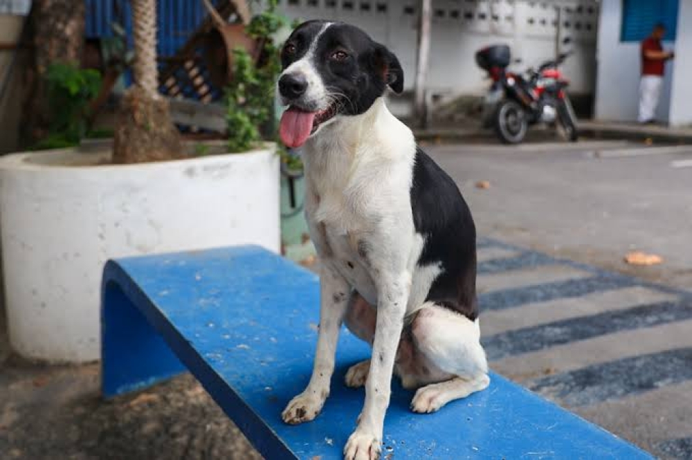 Organizações lançam Carta-Compromisso para cobrar candidatos sobre proteção animal nas Eleições 2026 
