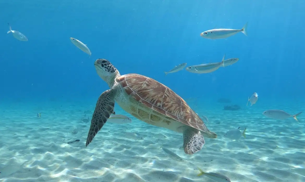 Pesquisa encontra resíduos de plástico em tartarugas no Rio