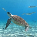 Pesquisa encontra resíduos de plástico em tartarugas no Rio