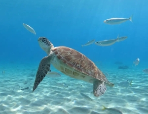 Pesquisa encontra resíduos de plástico em tartarugas no Rio