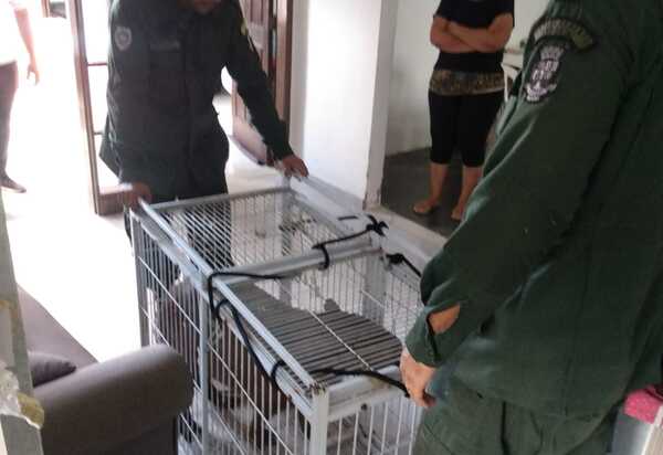 Guarda Ambiental da Prefeitura de Niterói resgata capivara na Região Oceânica