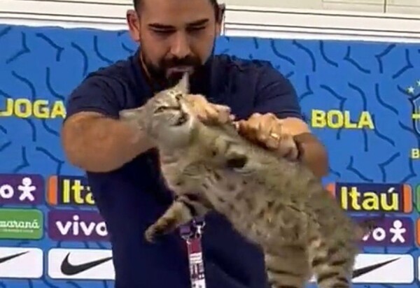 ONGS pedem multa de R$ 1 milhão à CBF por maus-tratos de gato no Catar